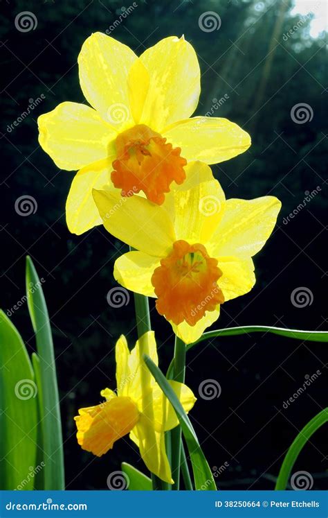 Daffodil Flowers Stock Photo Image Of Horticultural 38250664