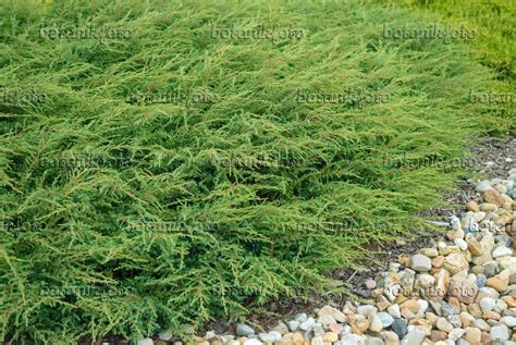 Image Common juniper (Juniperus communis 'Repanda') - 526108 - Images ...