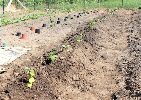 Sweet Potato Soil