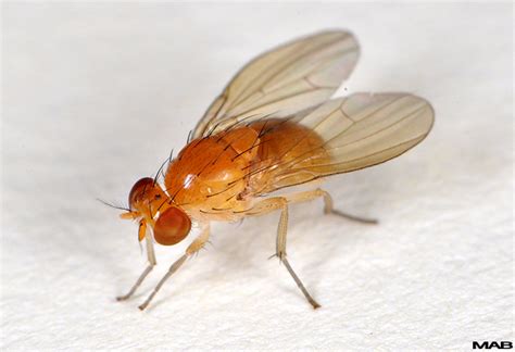 Diptera - Bugwoodwiki