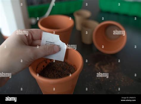 Spring Onion Seedlings Pot Hi Res Stock Photography And Images Alamy