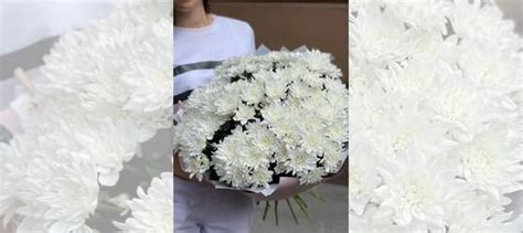 Пышная хризантема, кустовая хризантема, букет купить в Санкт-Петербурге ...