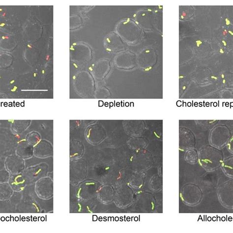 Adherence And Internalization Of Y Pseudotuberculosis Mutants Download Scientific Diagram