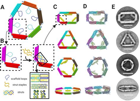 Dna Origami Tubes With Reconfigurable Cross Sections Nanoscale Rsc