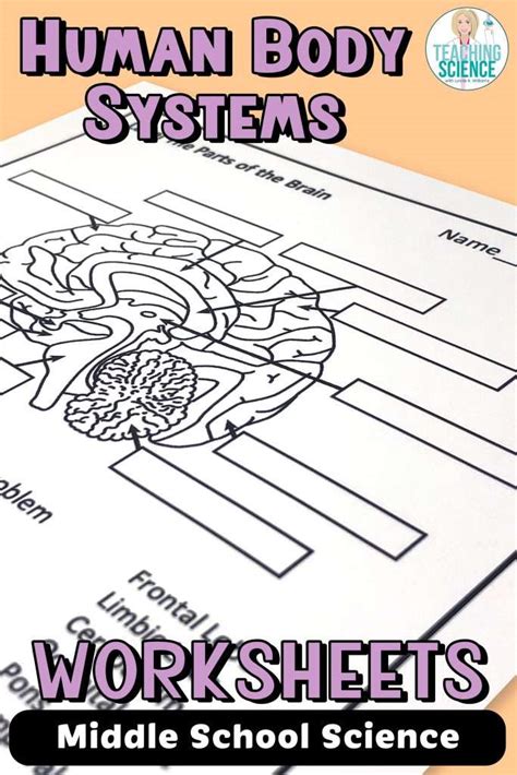 Human Body Systems Worksheets - Worksheets Library