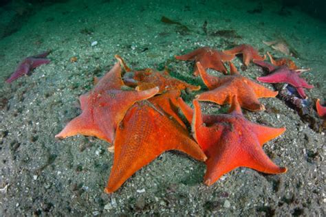 140 Bat Starfish Stock Photos Pictures And Royalty Free Images Istock