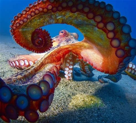 Octopus Beautiful Sea Creatures Octopus Photography Deep Sea Creatures