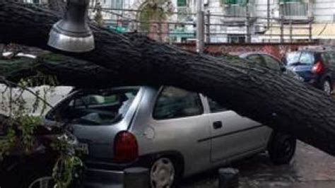 Maltempo Albero Crolla Su Un Auto In Sosta Paura A Napoli