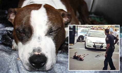 Star The Pit Bull Recovering After Being Shot In The Head By Nypd