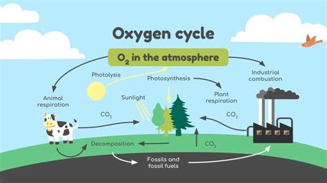 Ciencias Para Primaria El C Clo Del Ox Geno Google Slides