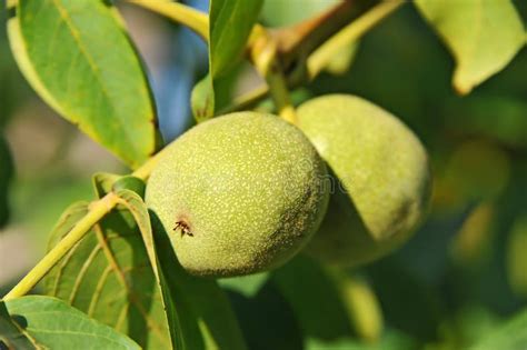 Okkernootboom Juglans Regia Met Fruit Stock Afbeelding Image Of Veggies Zaad 32835305