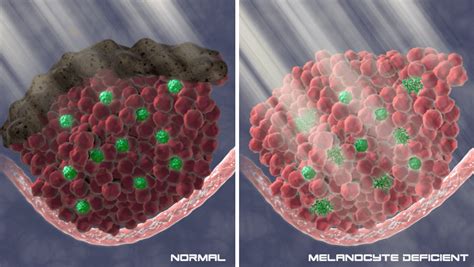 Why We Make Blood Cells In Our Bones Hscrb