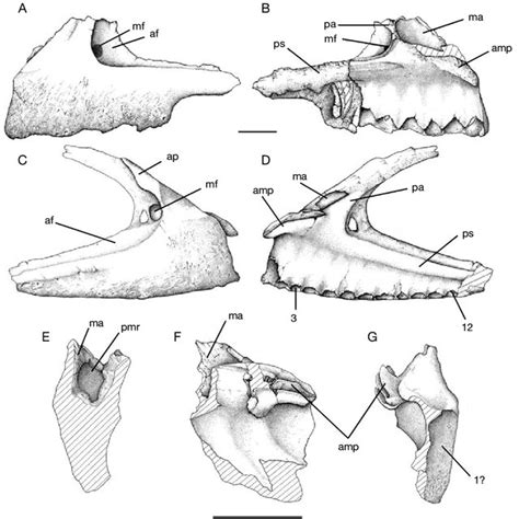 Mapusaurus Roseae N Gen N Sp A B Left Maxilla Download Scientific Diagram