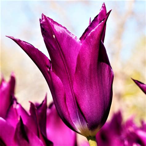 Vibrant Purple Tulip Bulbs For Sale Online Purple Dream Iplantbulbs