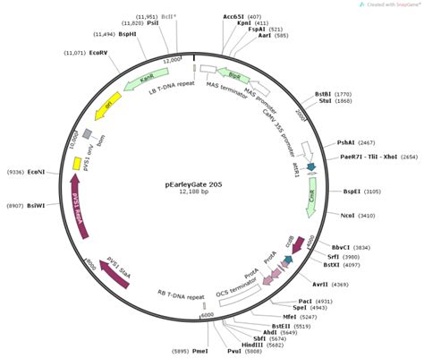 Pearleygate 205载体质粒图谱 优宝生物