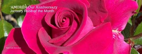 New Zealand Rose Society Woodville