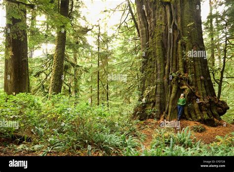 Canada S Largest Tree Cheewhat Giant Western Stock Photo Alamy