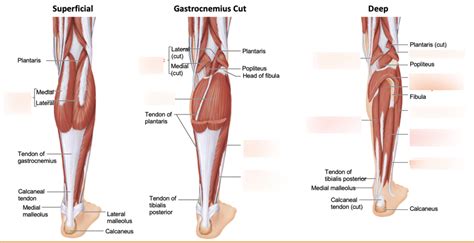 LAB 5 Muscles Of The Lower Leg Posterior View Diagram Quizlet