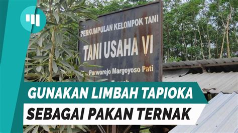 Poktan Usaha Vi Gunakan Limbah Olahan Tapioka Sebagai Pakan Ternak