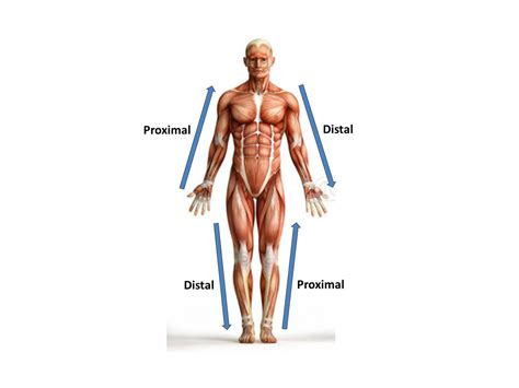 Proximal And Distal Anatomy