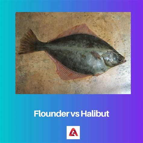 Flounder Vs Halibut Difference And Comparison