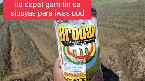 Sibuyas Farming Mabisang Gamot Para Sa Uod Sa Sibuyas Occindental