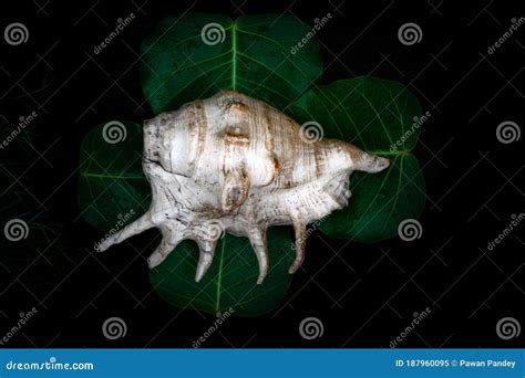 Shankha - Brass Conch Shell Stock Image - Image of meditating, festival ...