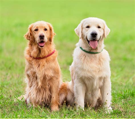 Golden Retriever Adoption In Redmond OR Golden Retriever Puppies For