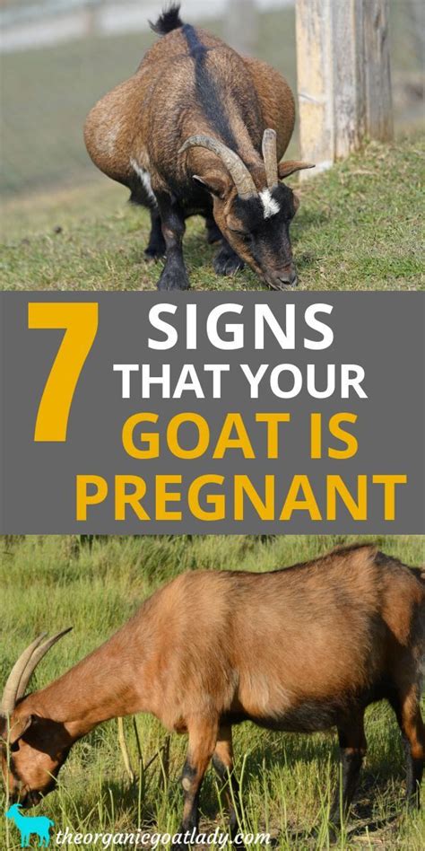 How To Tell If A Goat Is Pregnant 7 Signs The Organic Goat Lady