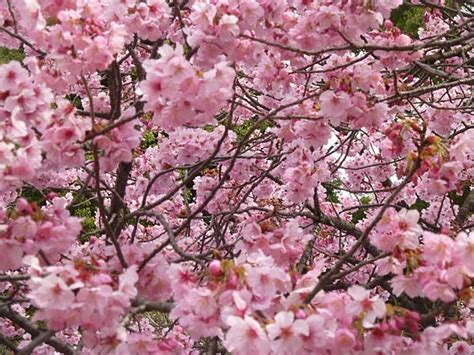 Fiori Di Ciliegio Significato E Immagini Idee Green