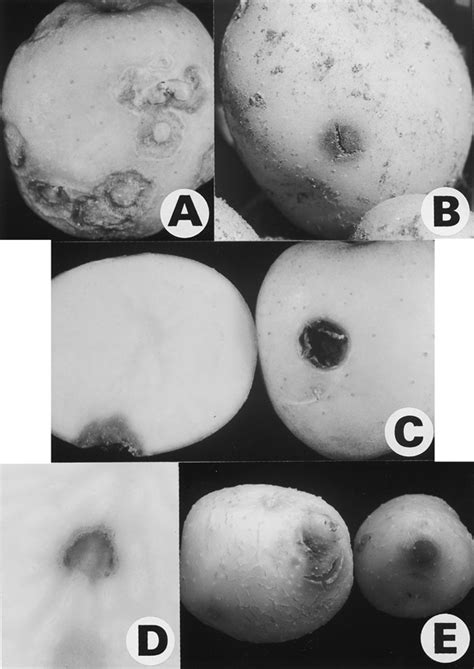 Symptoms Of Necrotic Tubers Of Potato Cv Nishiyutaka A Surface Download Scientific Diagram