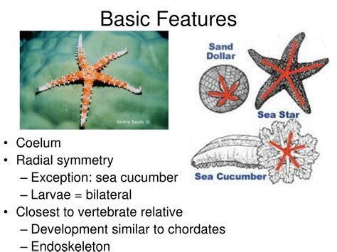 Ppt Echinoderms Powerpoint Presentation Free Download Id 3102037