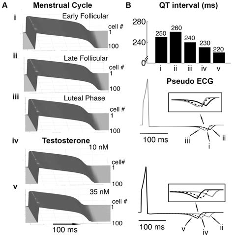 Simulated combined effects of female hormones during the menstrual ...