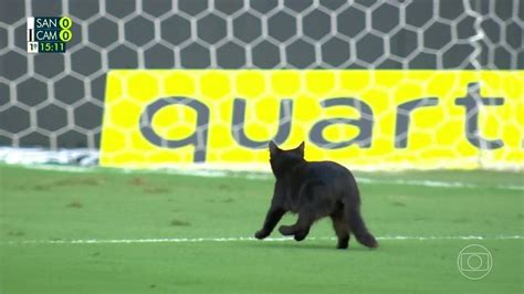 Santos X Atlético Mg Gato Preto Invade Gramado Da Vila Belmiro Durante