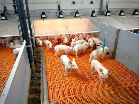 Piglet Nursery Crate Pig Feeding Equipment Manufacturer