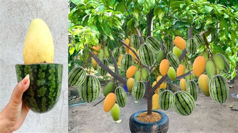 Unique Technique Grafting Mango Tree In Watermelon Fruit With Aloe Vera