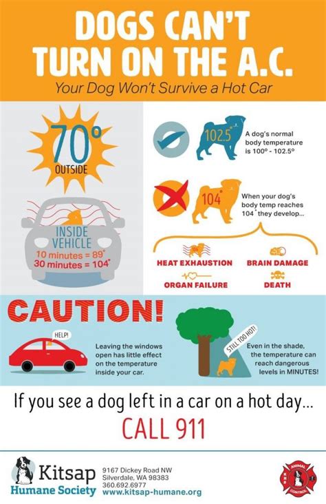 Kitsap Humane Society How To Make The Most Of Hot Summer Weather Pet