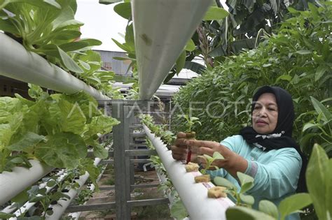 Hidroponik Untuk Lahan Terbatas Di Jakarta Antara Foto