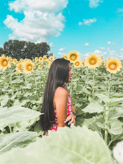 Sunflower Inspo Tumblr Photography Sunflower Photography