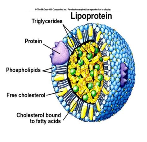 Lipid-Lowering Drugs Flashcards | Quizlet