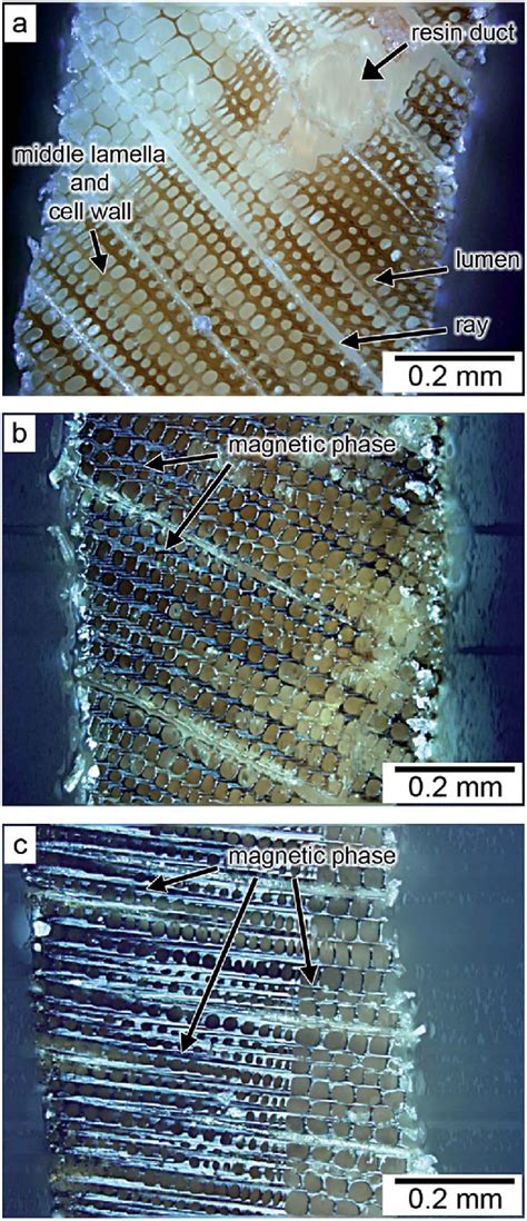 Optical Microscopy Pictures Of Cross Sections Of A Modified Wood Veneer