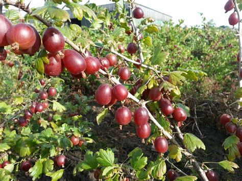 Best Gooseberry Varieties, Bill Beardsworth's Picks