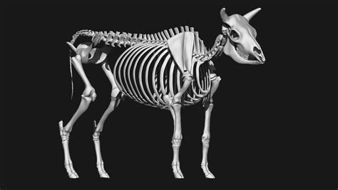 Cow Skeleton 3d Model Turbosquid 2049713