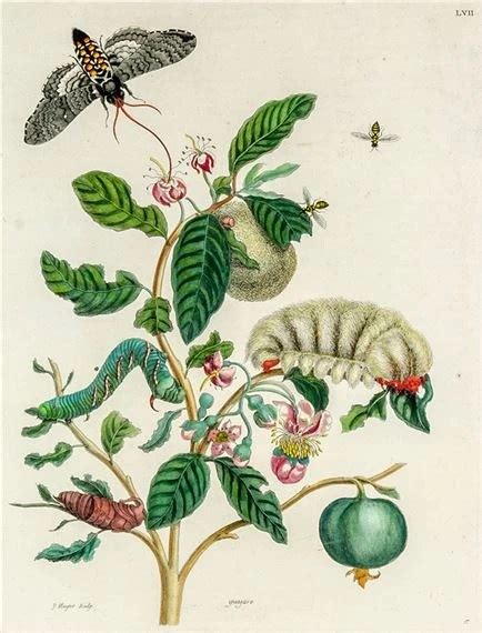 Maria Sibylla Merian la precursora de la entomología