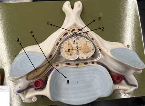 Spinal Chord Labeling Flashcards Quizlet