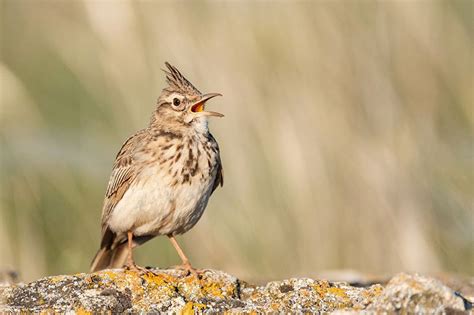 Crested Lark Bird Spot