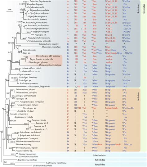 Phylogenetic Tree Reconstructed With Maximum Likelihood Ml And Download Scientific Diagram