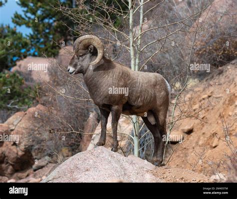 Rocky Mountain Big Horn Sheep Standing Boulders On A Rugged Mountain