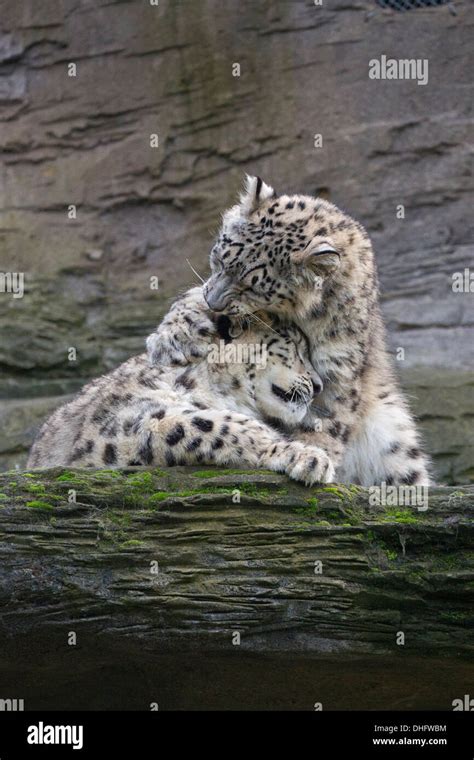 Snow Leopard cubs, 28 weeks old, playing Stock Photo - Alamy