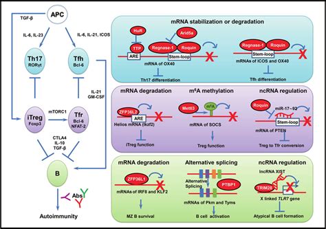 Control Of Rna Metabolism And Function By Rbps In Adaptive Immune